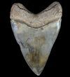 Serrated, Megalodon Tooth - Colorful Blade #64542-2